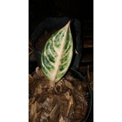 paket 2 tanaman Baby aglonema redsum dan anakan goliath