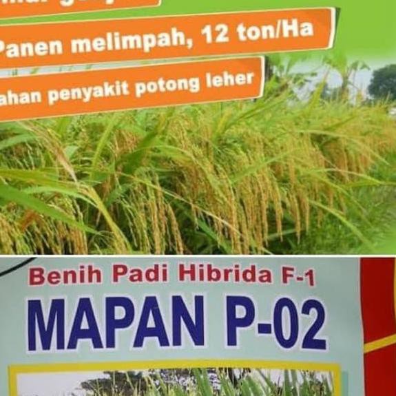 【flashϟsale】 Benih padi hibrida mapan p 02