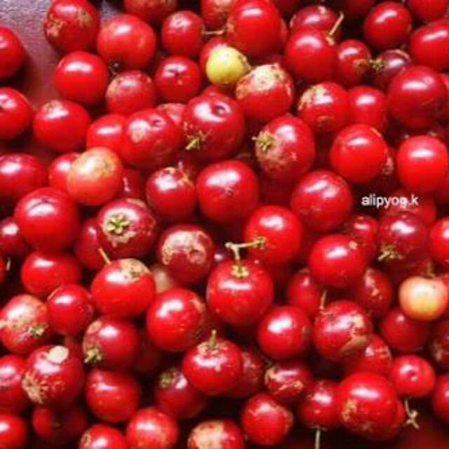 

Buah langka lobi lobi