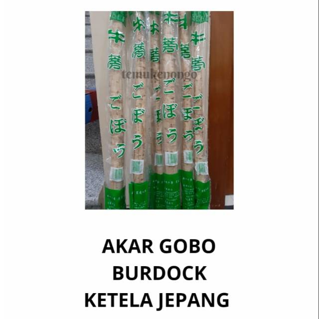 

AKAR GOBO BURDOCK KETELA JEPANG