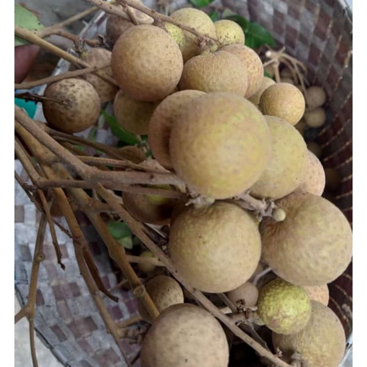 

1kg buah kelengkeng || kelengkeng 1kg