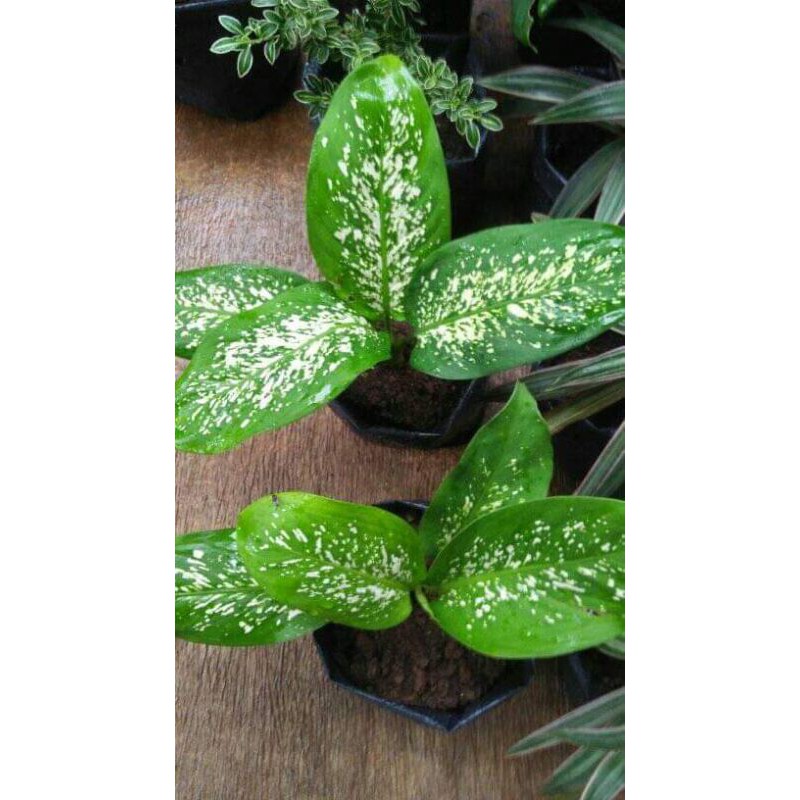 tanaman hias blanceng - blanceng