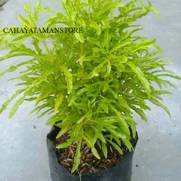 jual tanaman brokoli kuning - tanaman brokoli kuning - brokoli