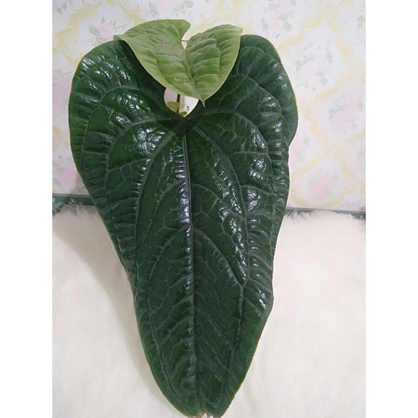 anthurium radican x luxurian