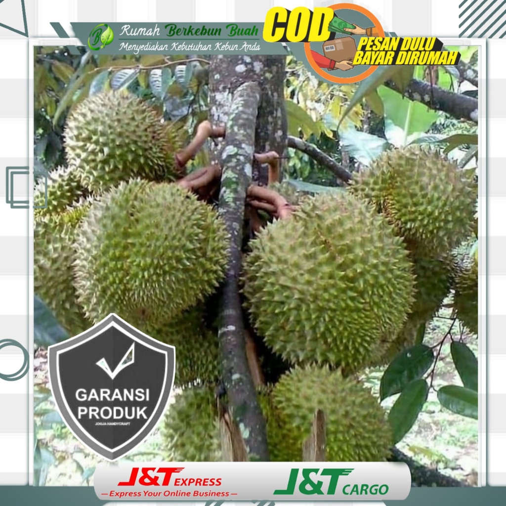 Bibit Durian Montong Kaki 3 Tiga Super Tanaman Buah Asli Unggul Durian Genjah Duren Durian Monthong 