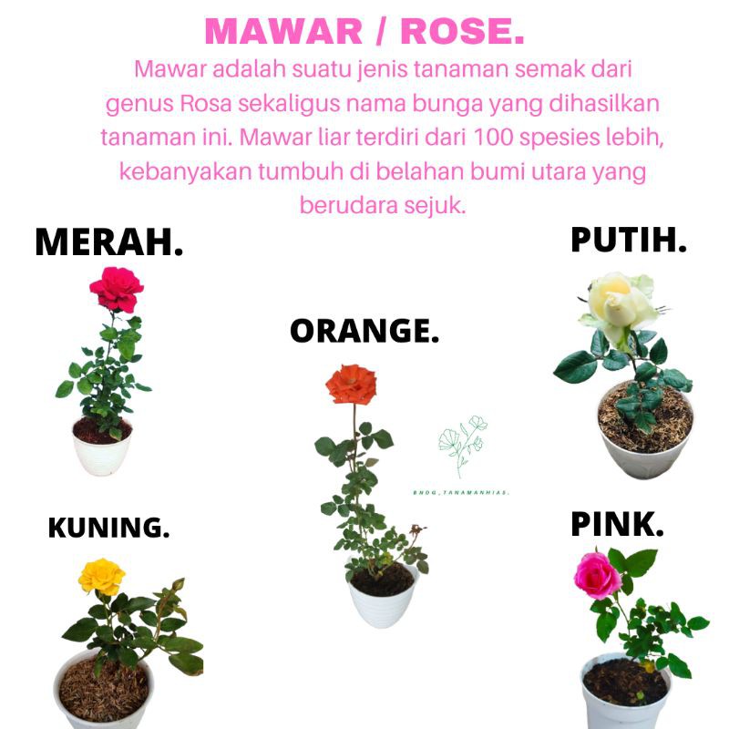 PROMO PAKET 2 TANAMAN HIAS BUNGA ROSE MAWAR KUALITAS SUPER GRADE BISA PILIH WARNA | MURAH | COD