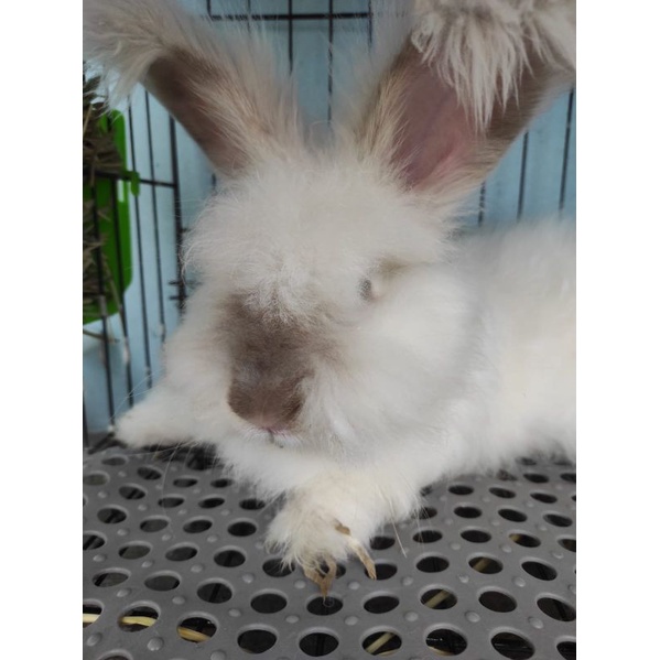 Kelinci Anggora Inggris Pejantan Tangguh