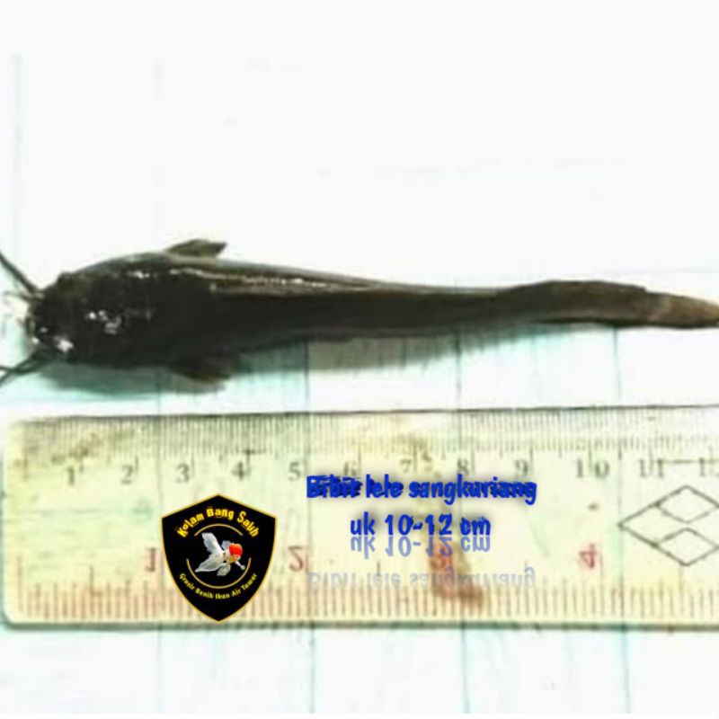 Jual bibit lele sangkuriang-uk10-12 cm-harga per ekor-bibit lele berkualitas