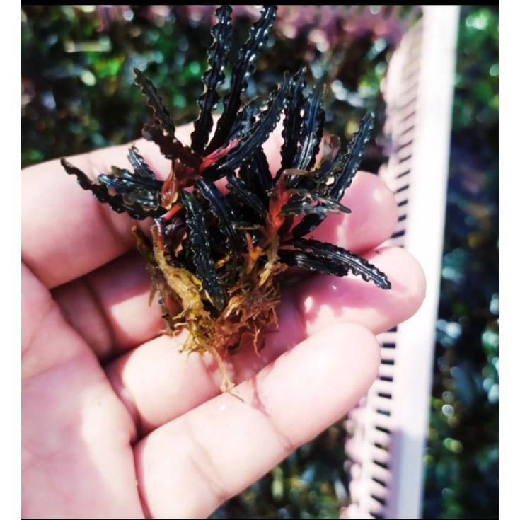bucephalandra red cathtrine/ 3 batang