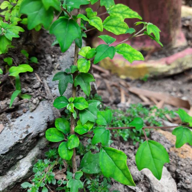 Bahan bonsai Wareng bintang ( Gmelina Elliptica ) hasil stek sudah akar subur
