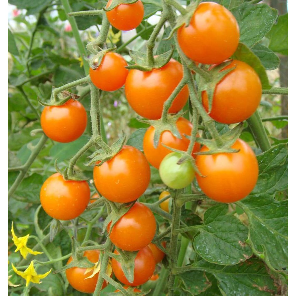 TERBANYAK Benih Tomat Cherry Merah Kuning Bibit Ceri Known You Seed Sayuran Tomat Cerry Golden Ruby-1