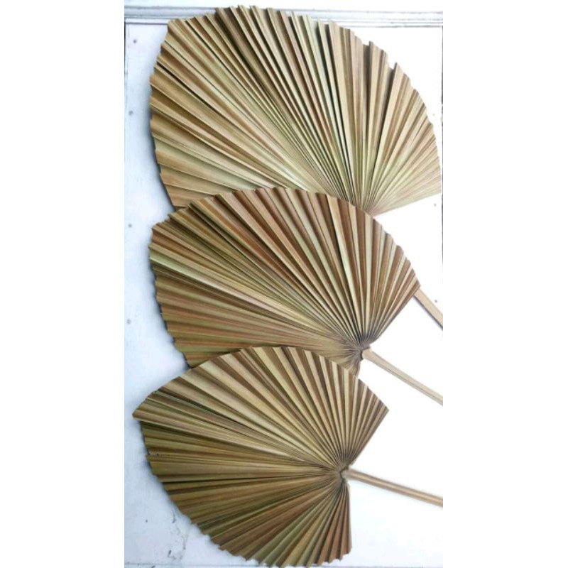 daun palem mini kering natural