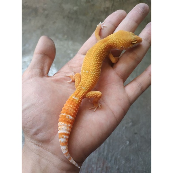 Obat untuk gecko sakit