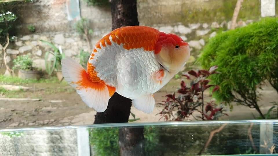 Seling Baja 2mm Lapis Pvc / Sling Baja 2mm Lapis Pvc