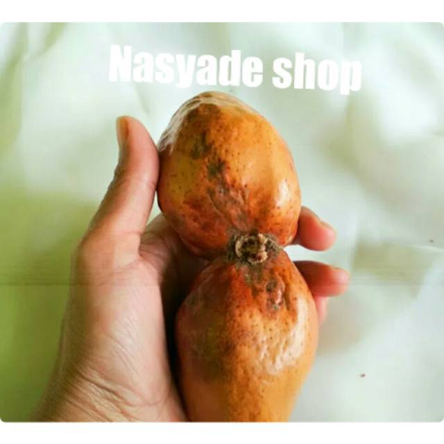 

1 Pasang Zuriat Kembar