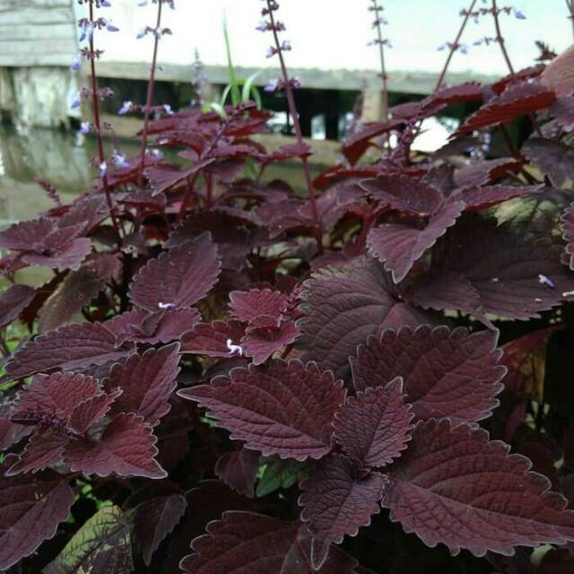 

daun jawer kotok segar