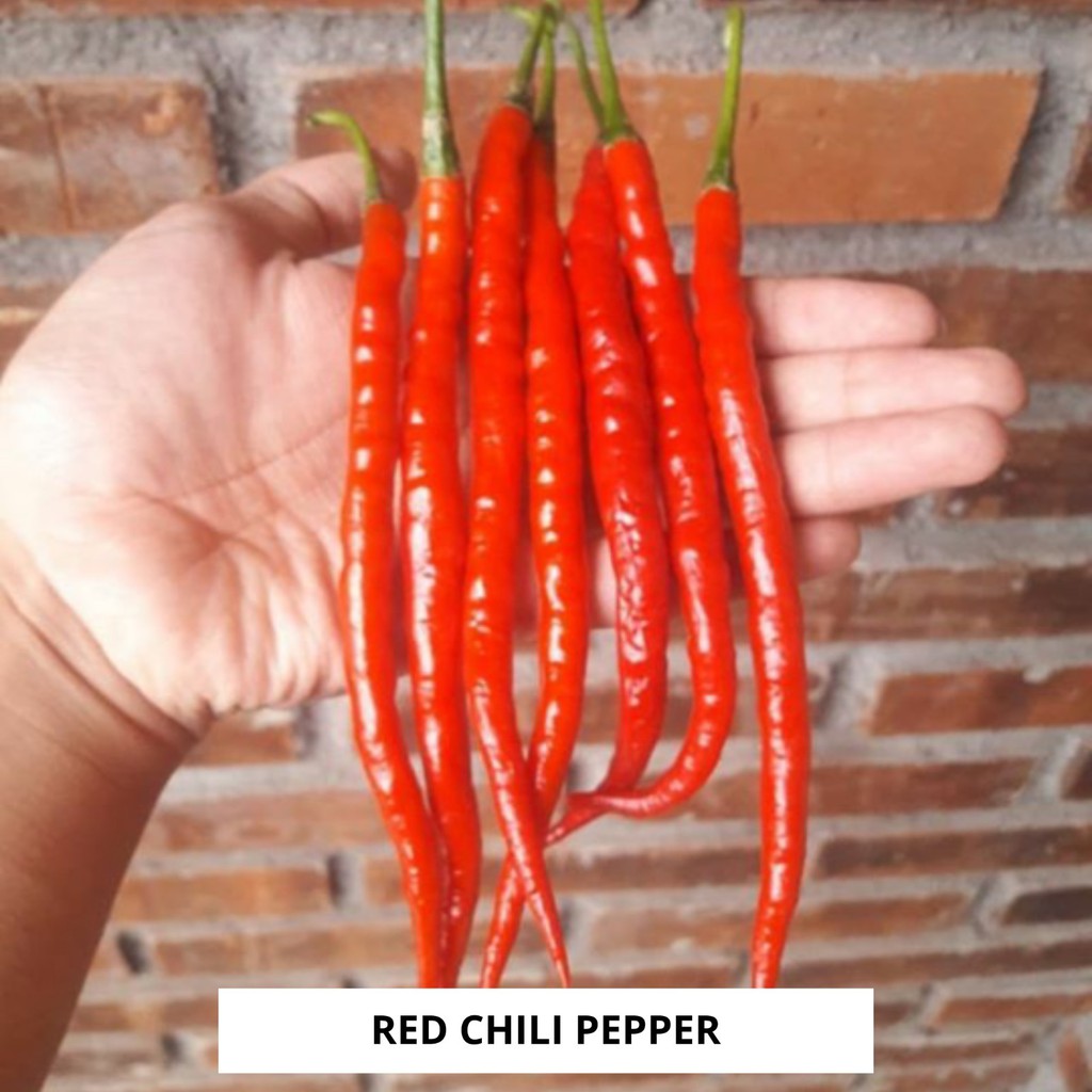 

Cabe Cabai Keriting 100gr
