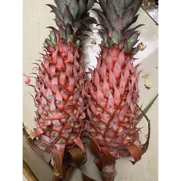 

Nanas merah nanas hutan segar