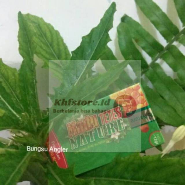 Madu tetes nature cv. Back to nature (Obat Mata Herball)