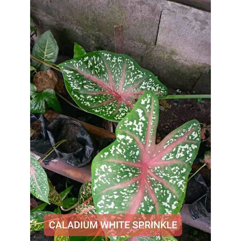 caladium #caladium
