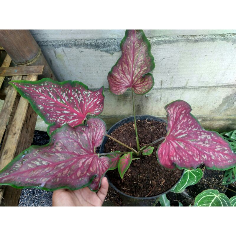 caladium lance whorton indukan