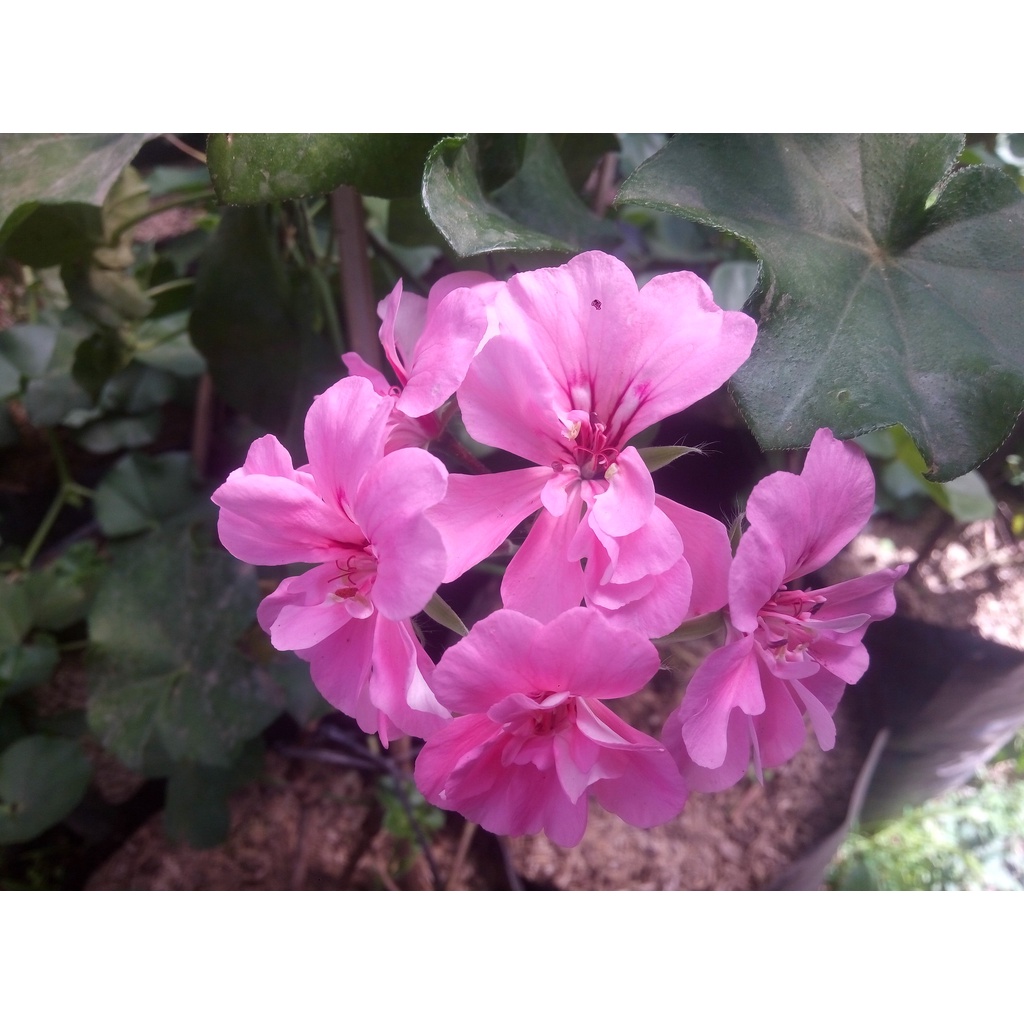 Bunga Geranium - Tanaman Hidup Berakar