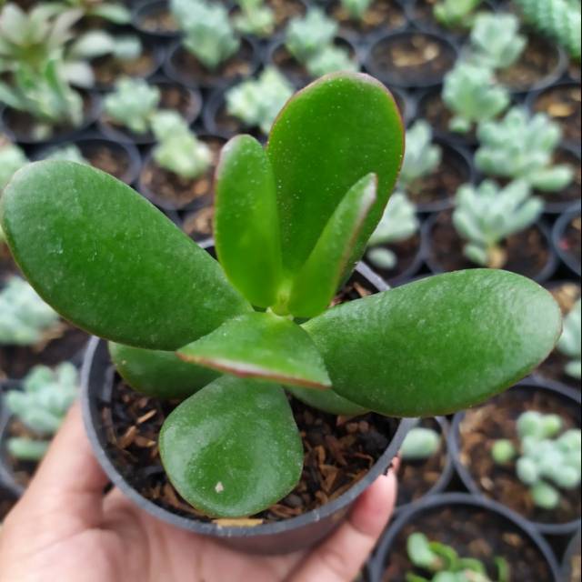 Sukulen jade plant hijau