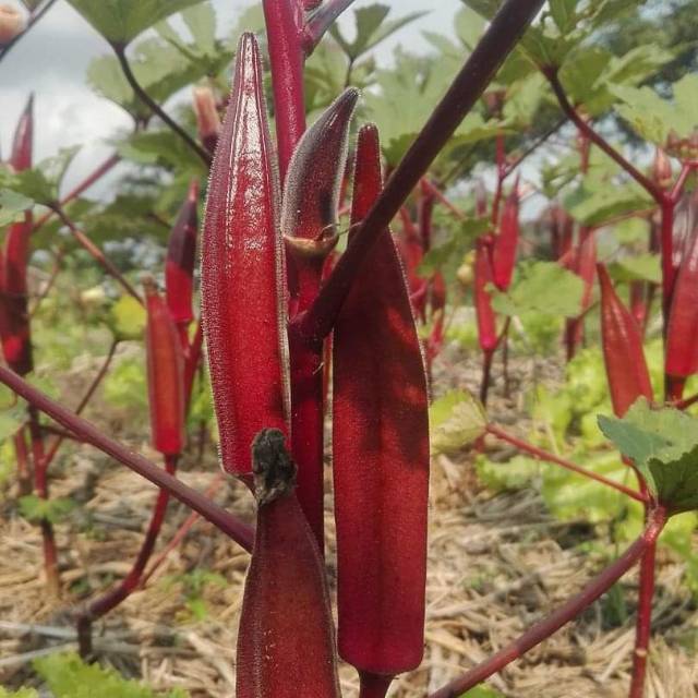 5 Biji - Benih Okra Merah CARMINE SPLENDOR F1