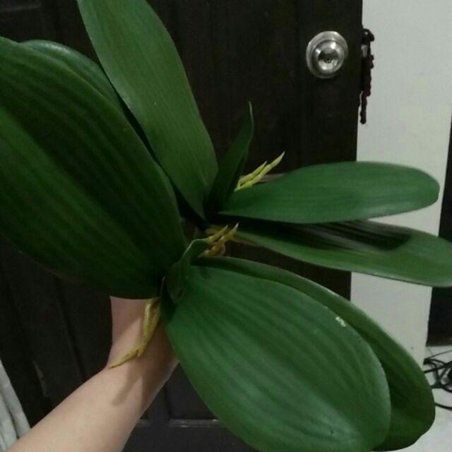 (cod)anggrek Lateks Real Touch