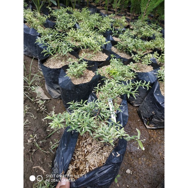 Bunga anting putri mikro