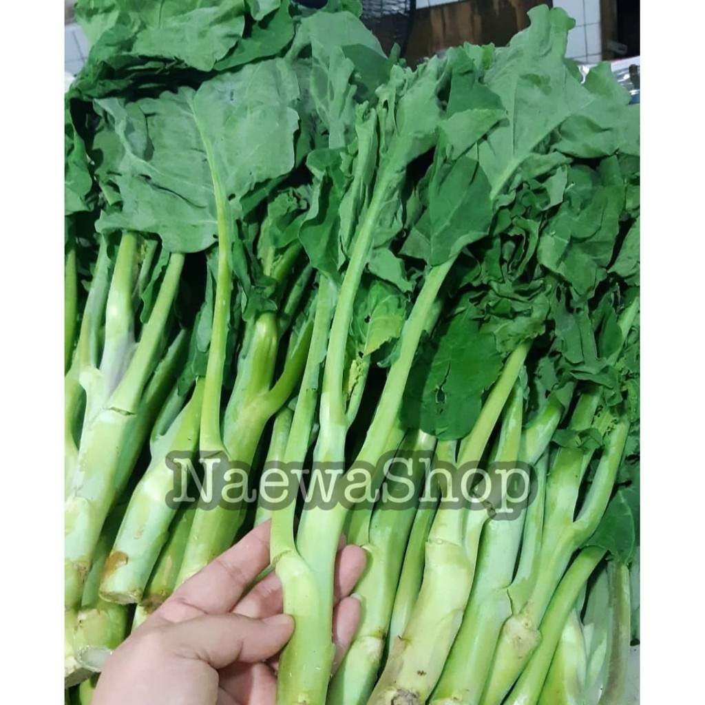 

Kailan Lembang Segar 500 gram kualitas super