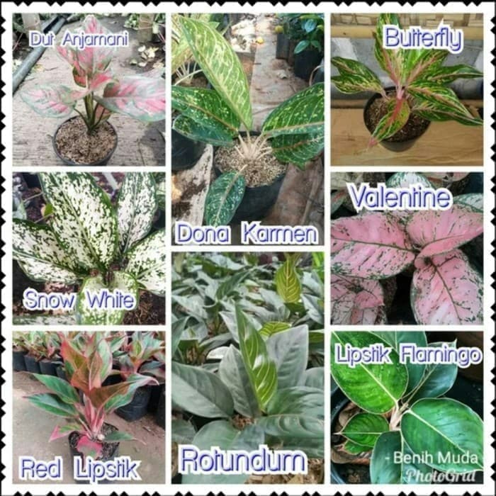 Paket Aglonema Murah - Bunga Aglonema - Tanaman hias Aglonema -tanama hidup bunga murah