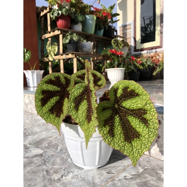 Begonia Iron Cross (Tapak Macan)