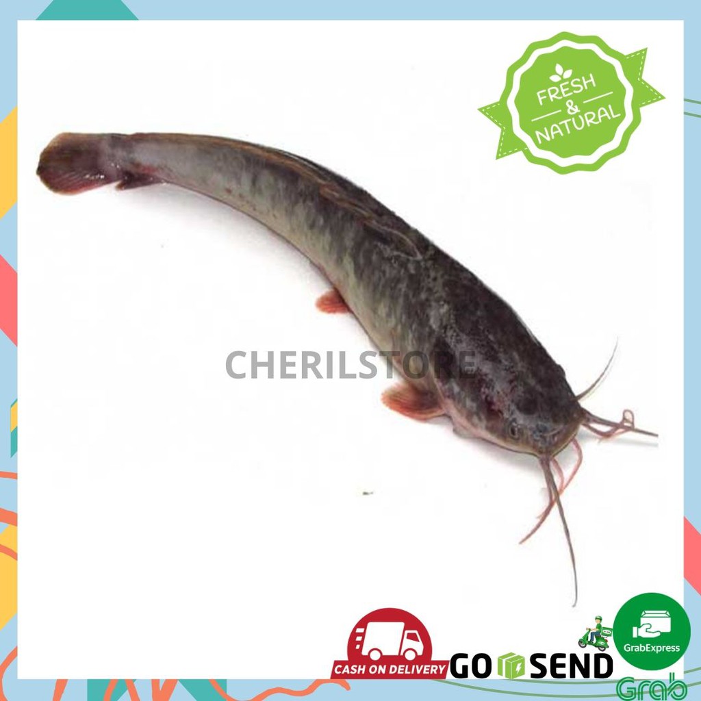 

IKAN LELE SEGAR FRESH 500GRAM