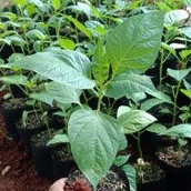 Bibit Cabai Setan