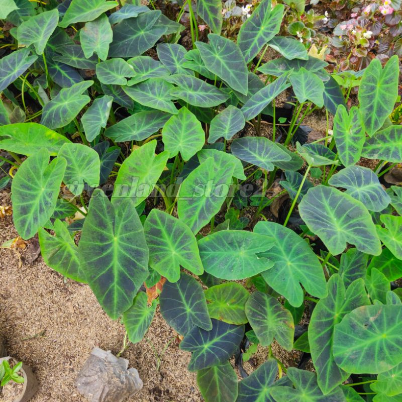 colocasia illustris - colocasia - alocasia illustris - alocasia black beauty - colocasia black beaut
