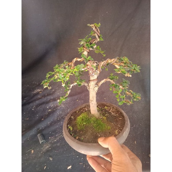 bonsai mame hokiantea mikro (nonstop berbuah.)