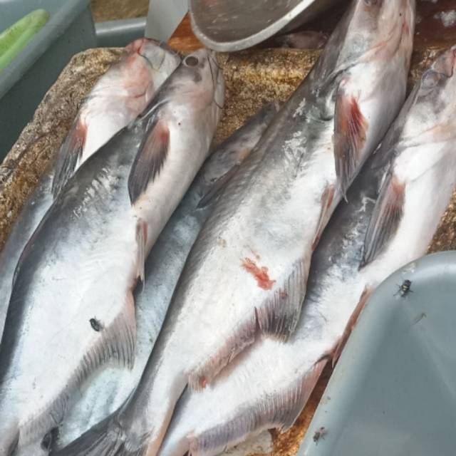 

Ikan Patin harga perkg 28.000
