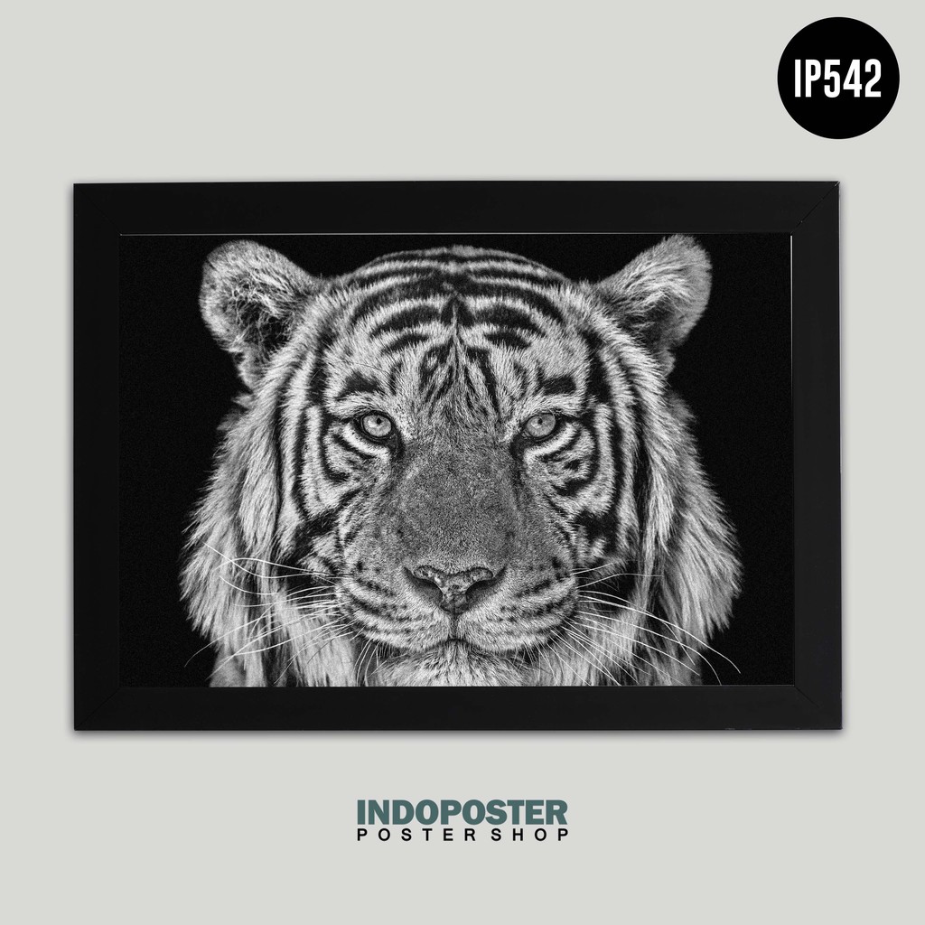 Poster Hewan Binatang Harimau Hitam Putih