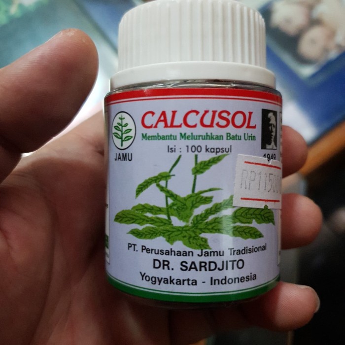 CALCUSOL MENGOBATI BATU GINJAL. PELANCAR BUANG AIR KECIL.