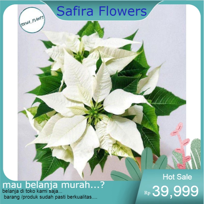 pohon kastuba bunga putih