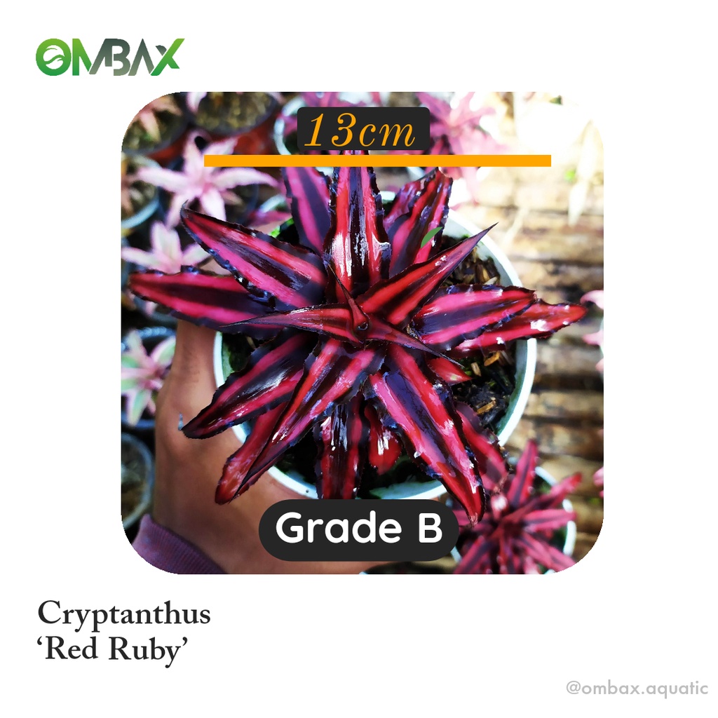 cryptanthus merah / Red Ruby - tanaman Paludarium & Terrarium