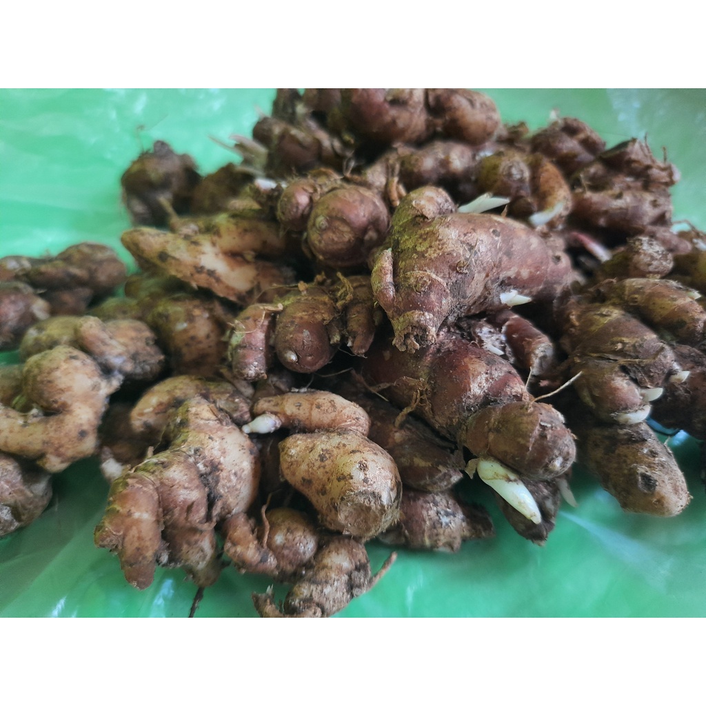 

Kencur segar berat 1 kg