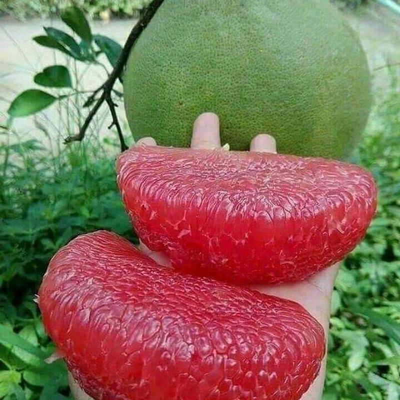 

bibit jeruk red pamelo [2bibit]