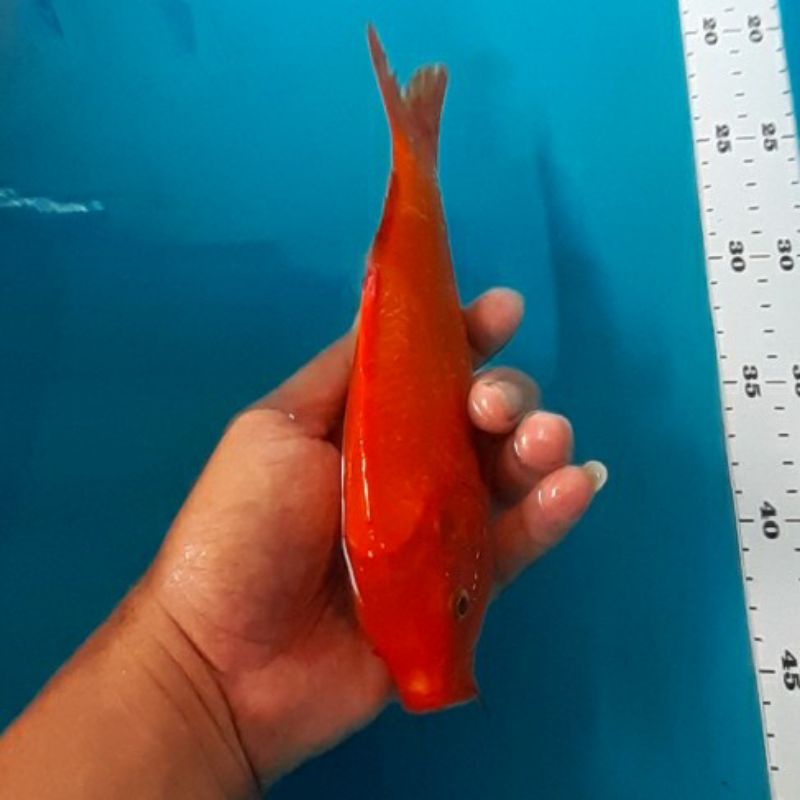 Ikan Koi Benigoi Merah tembus melingkar badan F1 anakan koi impor Shinoda Farm