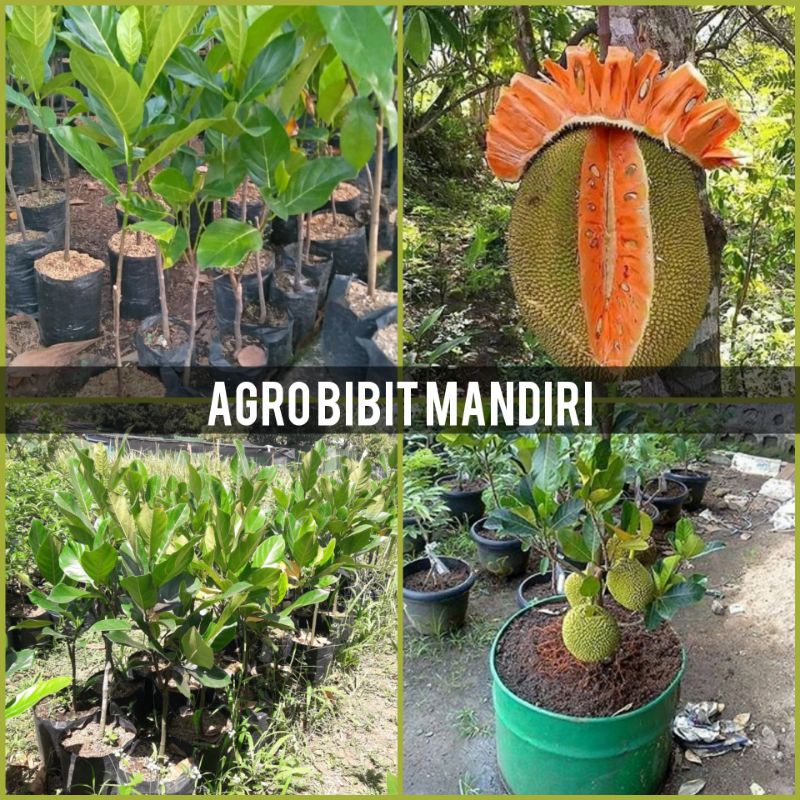 BIBIT BUAH NANGKA MERAH | NANGKA MADU super