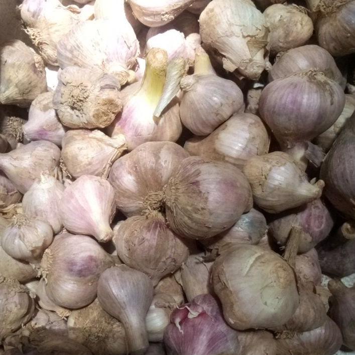 

↔ Bawang putih lokal ㅙ