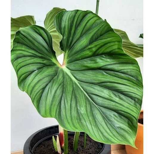 Philodendron Plowmanii Black Face / Philo Plowmanii
