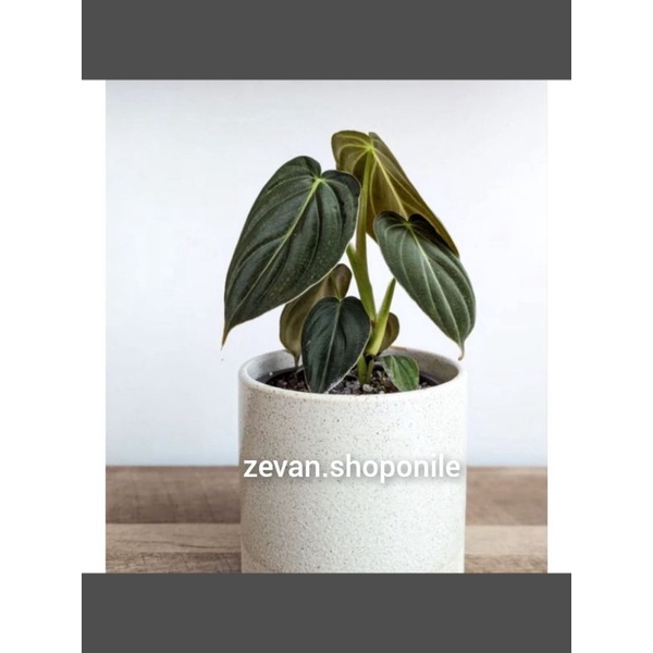 Tanaman Hias Philodendron Melanochrysum / Philodendron Melano