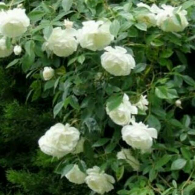 Mawar Rambat / Climbing Rose